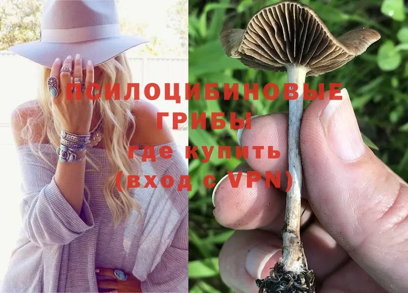 Галлюциногенные грибы Magic Shrooms  Ветлуга 